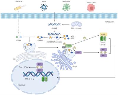 Research advances in cGAS–stimulator of interferon genes pathway and central nervous system diseases: Focus on new therapeutic approaches